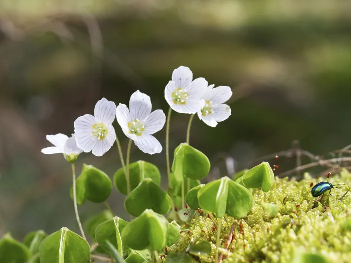 Framed Print : Wood sorrel (Oxalis acetosella)