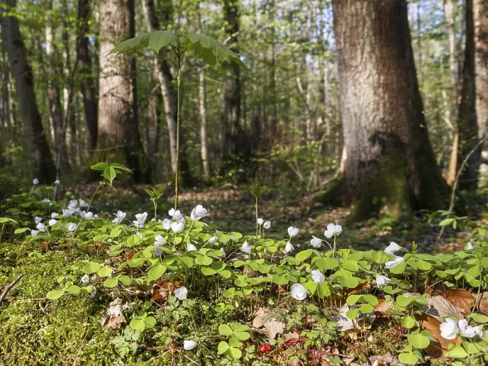 Framed Print : Wood sorrel (Oxalis acetosella)