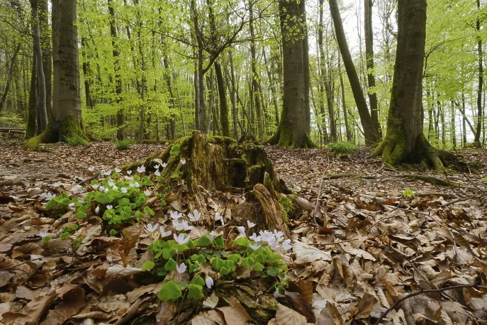 Framed Print : Wood sorrel (Oxalis acetosella) on a tree stump in a beech forest