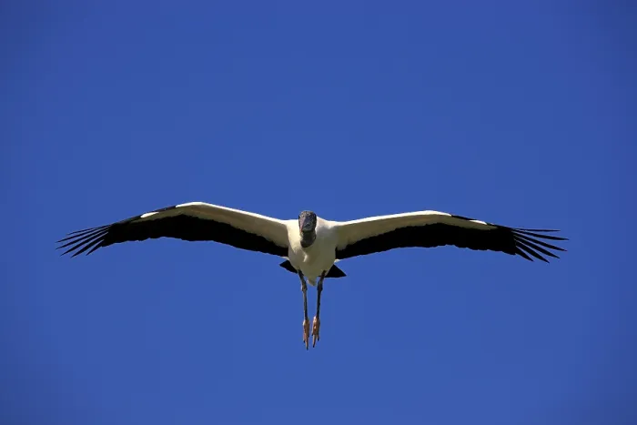 Framed Print : Wood stork (Mycteria americana) Framed Print : Wood stork (Mycteria americana)
