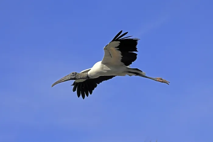 Framed Print : Wood stork (Mycteria americana)