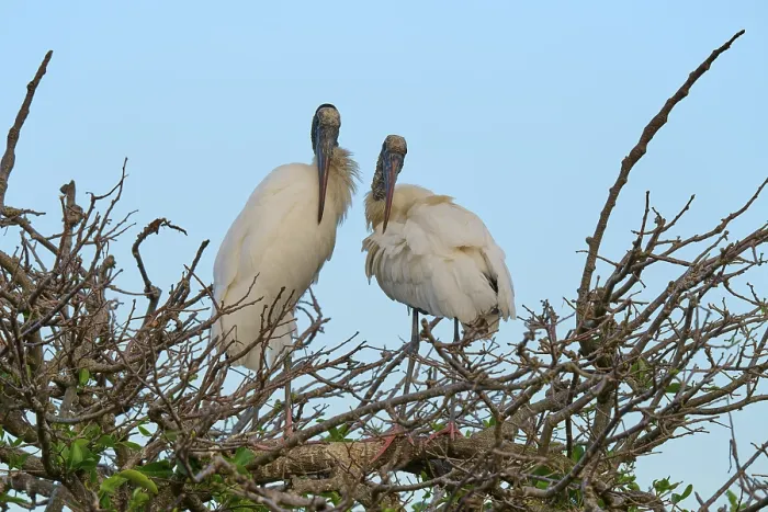 Framed Print : Two wood storks (Mycteria americana)