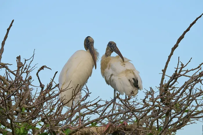 Framed Print : Two wood storks (Mycteria americana) Framed Print : Two wood storks (Mycteria americana)