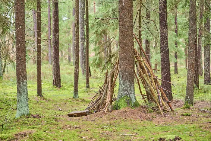 Framed Print : Wood tipi at a Tree trunk of the Norway spruce (Picea abies) in the forest
