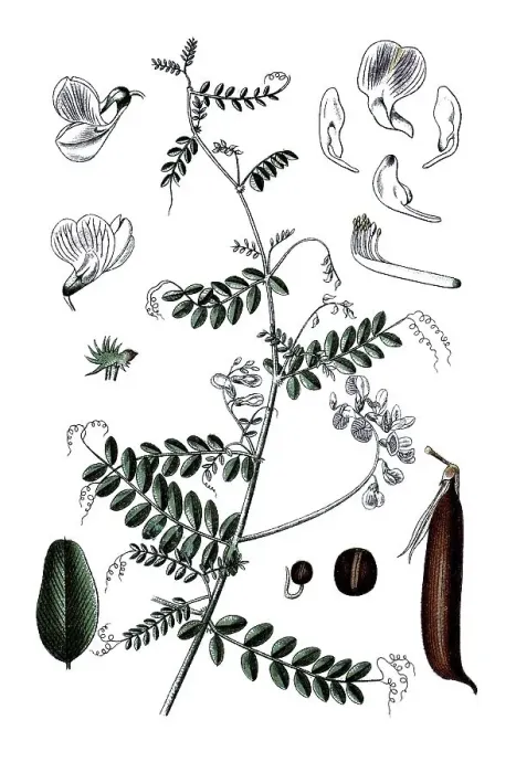 Framed Print : Wood vetch (Vicia sylvatica), a medicinal plant