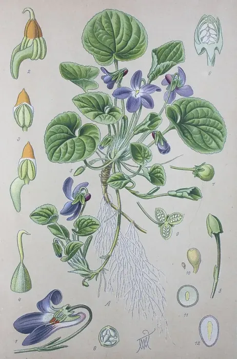 Framed Print : Wood violet (Viola odorata), historical illustration from 1885