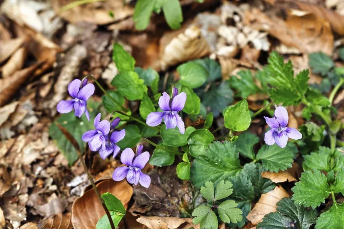 Framed Print : Wood violet (Viola reichenbachiana) among leaves on the forest floor Framed Print : Wood violet (Viola reichenbachiana) among leaves on the forest floor