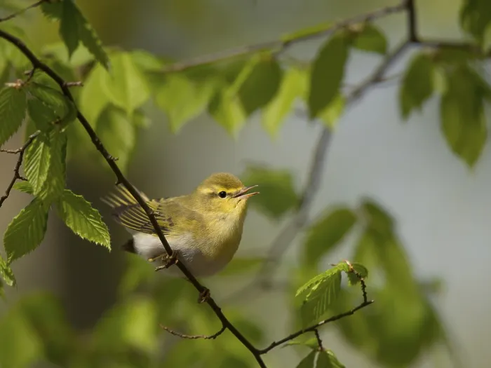 Framed Print : Wood Warbler (Phylloscopus sibilatrix) Framed Print : Wood Warbler (Phylloscopus sibilatrix)