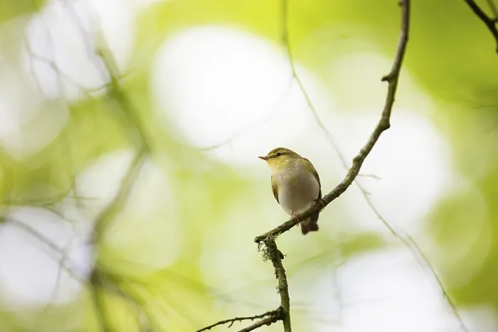 Framed Print : Wood Warbler (Phylloscopus sibilatrix)