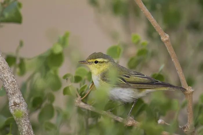 Framed Print : Wood Warbler (Phylloscopus sibilatrix), Oman, Asia Framed Print : Wood Warbler (Phylloscopus sibilatrix), Oman, Asia