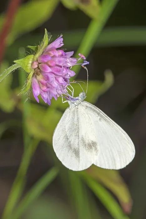 Framed Print : Wood white (Leptidea sinapis) on widow flower
