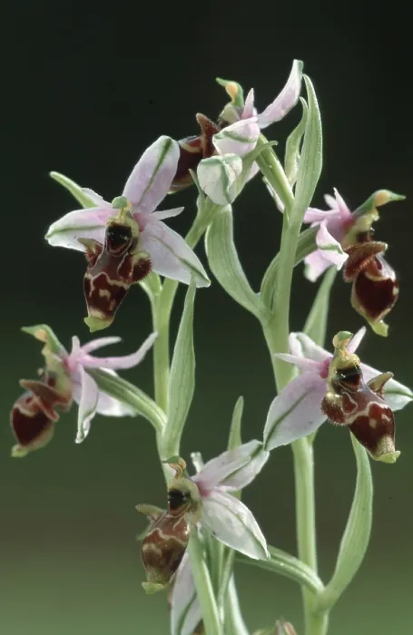 Framed Print : Woodcock Orchid, Andalusia, Spain (Ophrys scolopax scolopax)