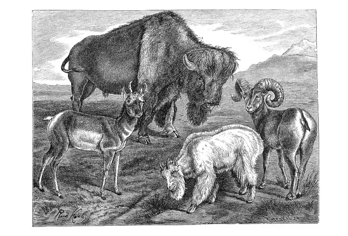 Framed Print : Woodcut, American bison (Bison bison)