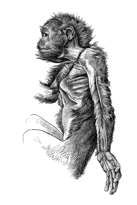 Framed Print : Woodcut, Black Bearded Saki (Chiropotes satanas)