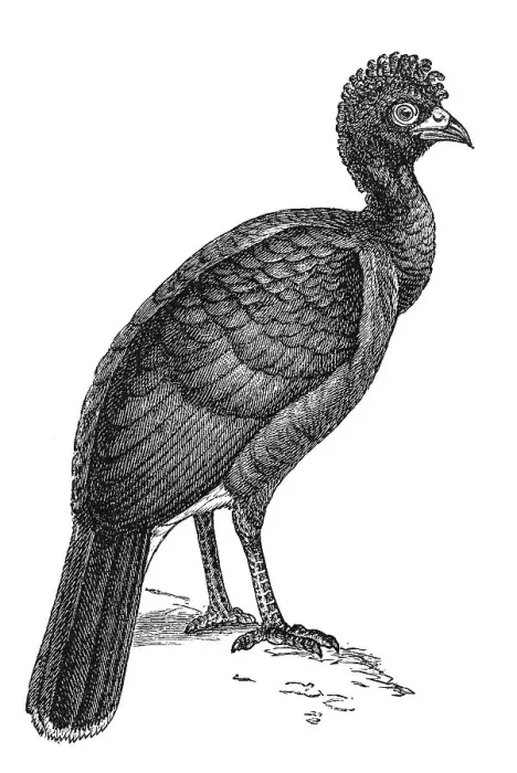 Framed Print : Woodcut, Black curassow (Crax alector) Framed Print : Woodcut, Black curassow (Crax alector)