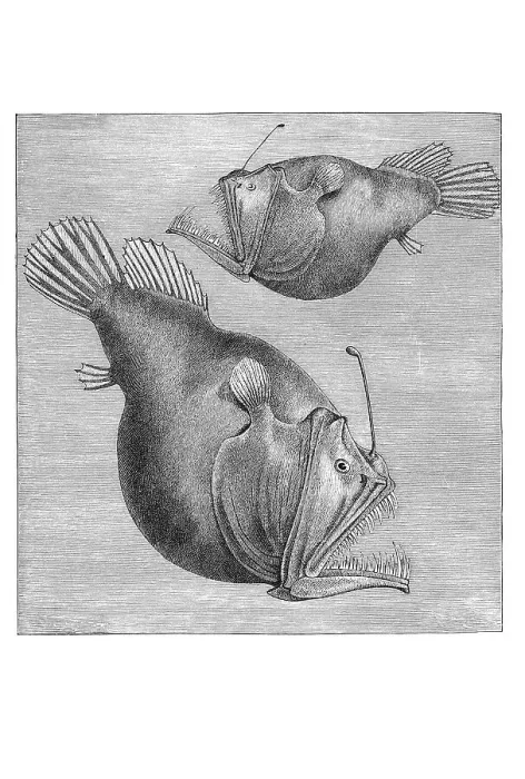 Framed Print : Woodcut, Black seadevil (Melanocetus murryi) Framed Print : Woodcut, Black seadevil (Melanocetus murryi)