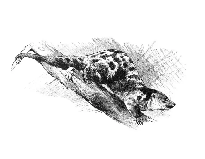 Framed Print : Woodcut, Black-spotted Cuscus (Spilocuscus rufoniger)