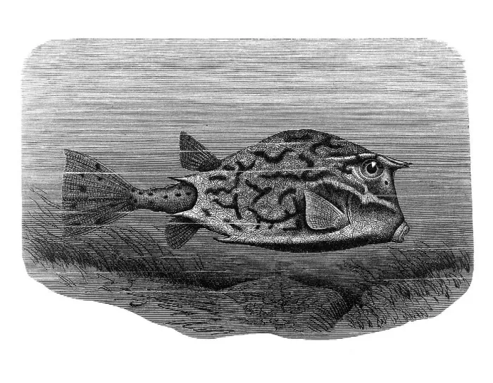 Framed Print : Woodcut, Boxfish (Ostraciidae)