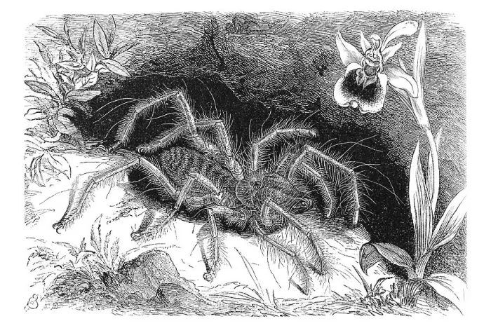 Framed Print : Woodcut, Camel spider, Wind scorpion