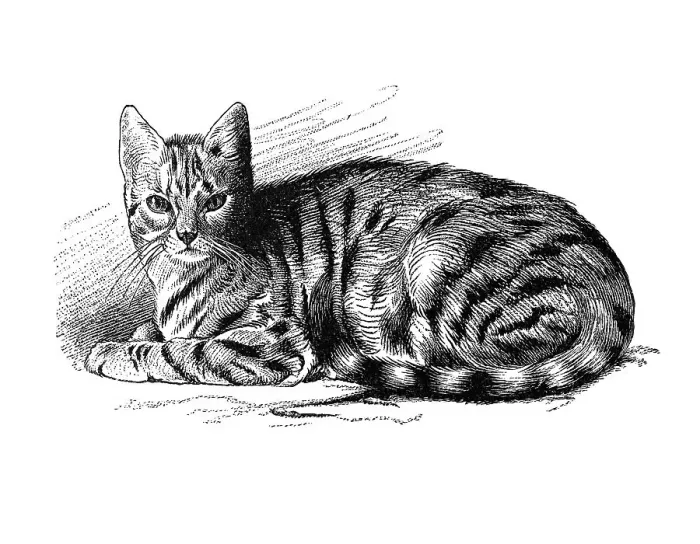 Framed Print : Woodcut, cat (Felis domestica) Framed Print : Woodcut, cat (Felis domestica)