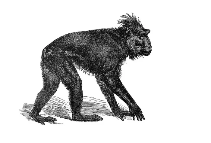Framed Print : Woodcut, Celebes Crested Macaque