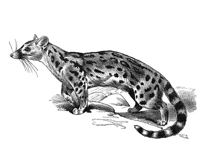Framed Print : Woodcut, Civet (Viverridae)