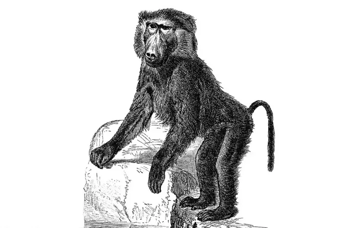 Framed Print : Woodcut, colobine monkey (Colobinae) Framed Print : Woodcut, colobine monkey (Colobinae)
