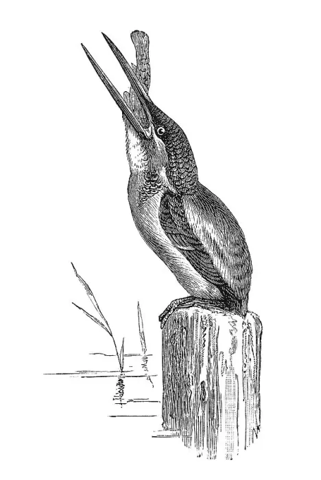 Framed Print : Woodcut, Common kingfisher (Alcedo atthis) Framed Print : Woodcut, Common kingfisher (Alcedo atthis)