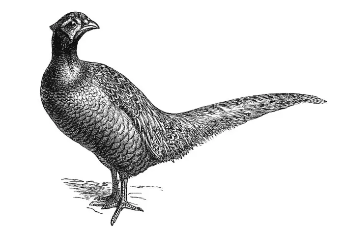 Framed Print : Woodcut, Common pheasant (Phasianus colchicus)