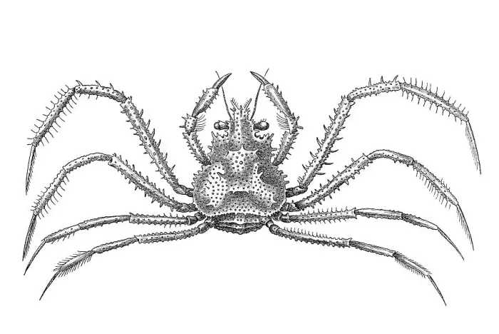 Framed Print : Woodcut, Crab (Brachyura)