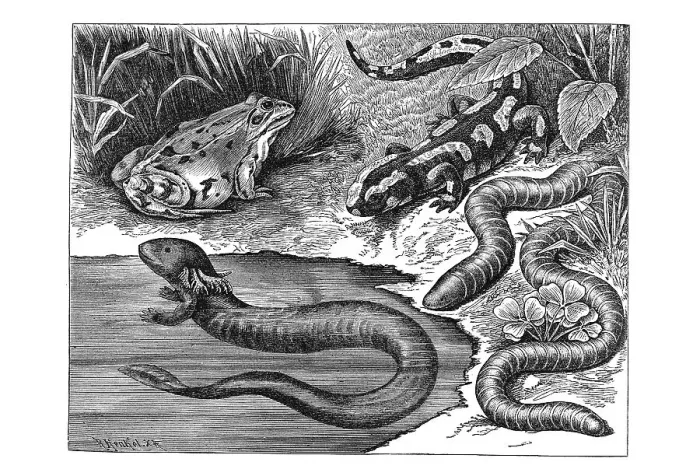 Framed Print : Woodcut, different types of amphibians