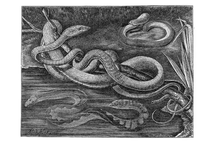 Framed Print : Woodcut, different types of snakes