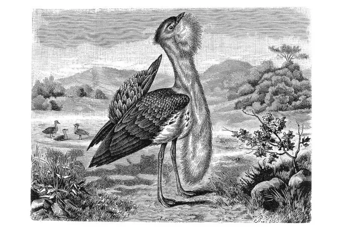 Framed Print : Woodcut, displaying Bustard (Otis australis)