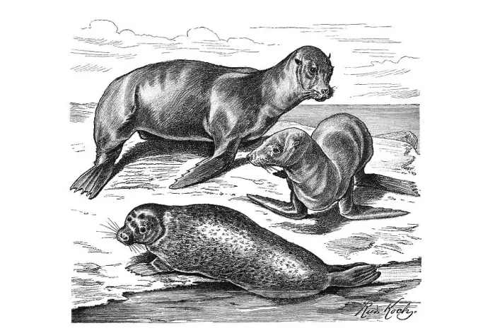 Framed Print : Woodcut, Eared seal (Otaria), top