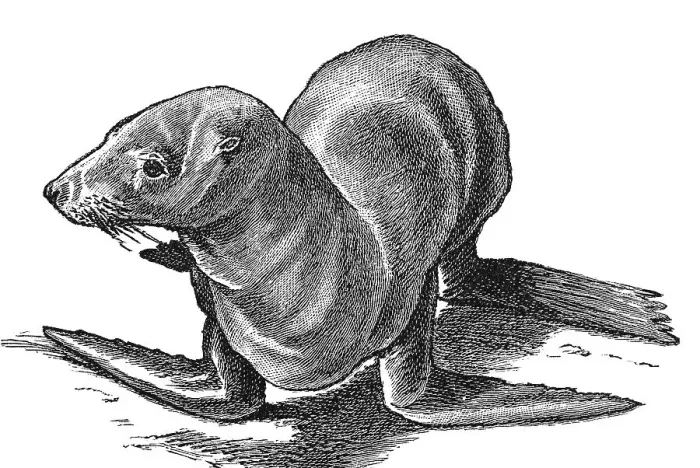Framed Print : Woodcut, Eared seal (Otaria) Framed Print : Woodcut, Eared seal (Otaria)