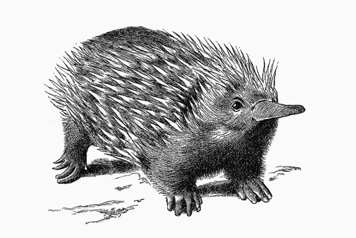 Framed Print : Woodcut, Echidna, Spiny anteater (Tachyglossidae) Framed Print : Woodcut, Echidna, Spiny anteater (Tachyglossidae)