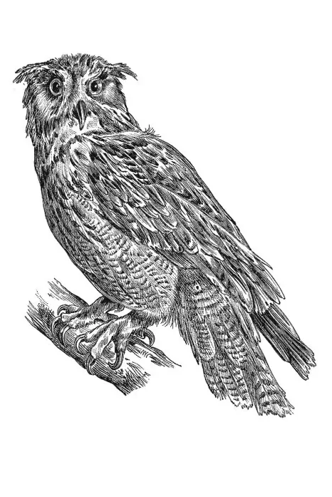 Framed Print : Woodcut, Eurasian eagle owl (Bubo bubo) Framed Print : Woodcut, Eurasian eagle owl (Bubo bubo)