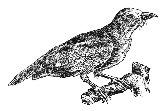 Framed Print : Woodcut, European roller (Coracias garrulus) Framed Print : Woodcut, European roller (Coracias garrulus)