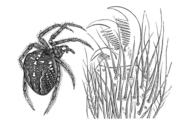Framed Print : Woodcut, female Araneus (Epeira diadema)