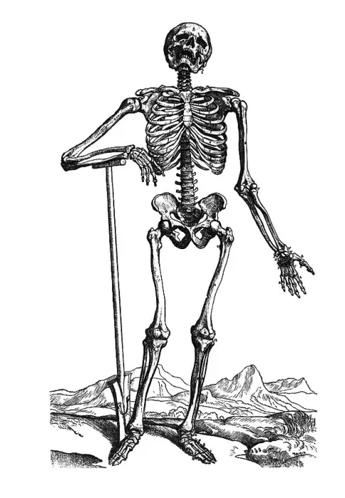 Framed Print : Woodcut, first anatomically correct illustration of the human skeleton Framed Print : Woodcut, first anatomically correct illustration of the human skeleton