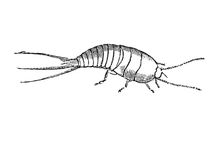 Framed Print : Woodcut, Fishmoth, Urban silverfish (Lepisma saccharina) Framed Print : Woodcut, Fishmoth, Urban silverfish (Lepisma saccharina)
