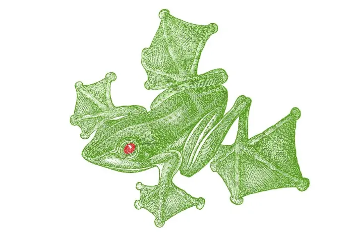 Framed Print : Woodcut, Flying frog (Rhacophorus reinwardti)