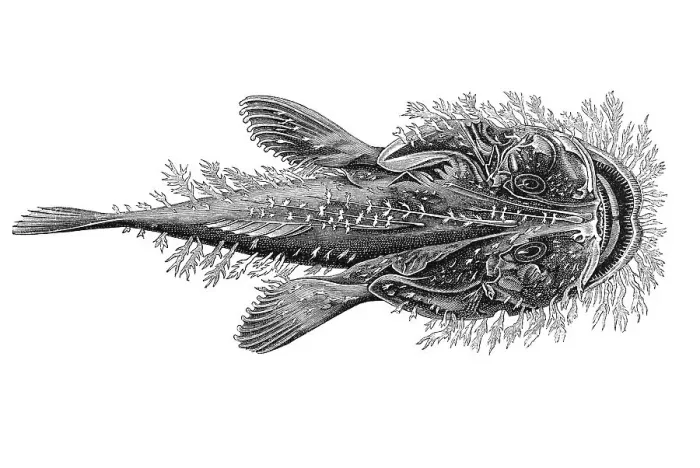 Framed Print : Woodcut, Goosefish species (Lophius naresi)
