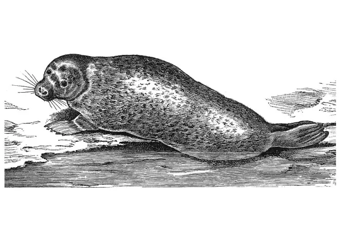 Framed Print : Woodcut, Harbor seal (Phoca vitulina)