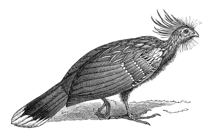 Framed Print : Woodcut, Hoatzin (Opisthocomus hoazin)