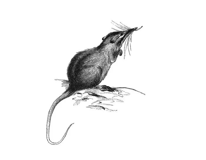 Framed Print : Woodcut, Honey Possum, Noolbenger (Tarsipes rostratus)