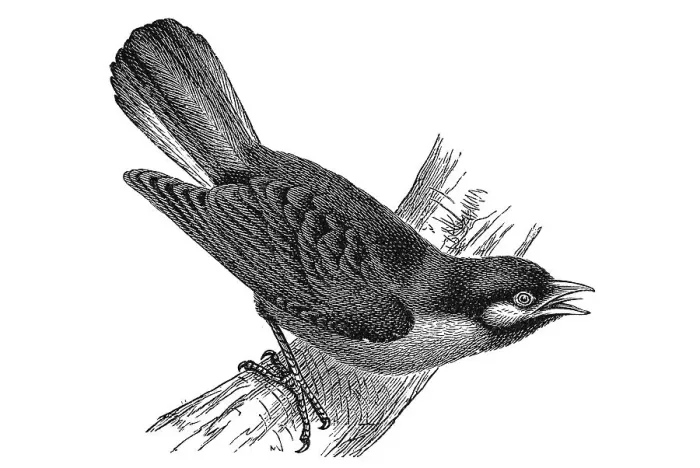 Framed Print : Woodcut, Indicator bird (Indicator sparrmanni) Framed Print : Woodcut, Indicator bird (Indicator sparrmanni)