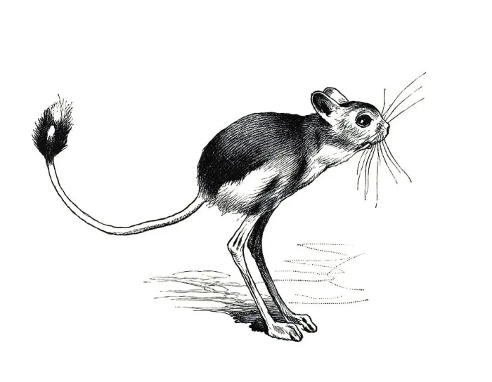 Framed Print : Woodcut, Jumping mouse (Dipodidae)