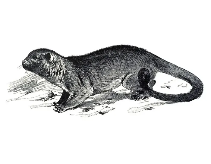 Framed Print : Woodcut, Kinkajou, Honey bear (Potos flavus)