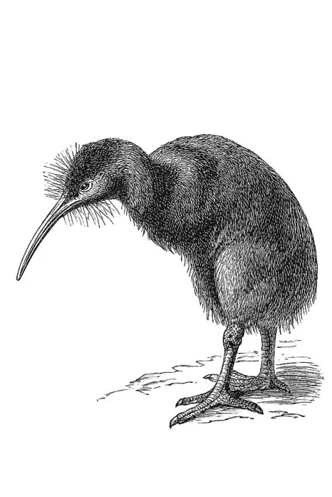 Framed Print : Woodcut, Kiwi (Apterygidae)